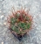 Denmoza rhodacantha