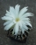 Discocactus horstii (Bluete)