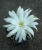 Discocactus horstii (Bluete2)