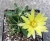 Dolichothele (Mammillaria) longimamma