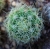 EEscobaria roseana