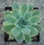 Echeveria sp.