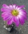 Echinocereus bristolii
