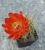 Echinocereus coccineus (Bluete)