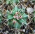 Echinocereus coccineus (junge Pflanze)