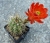 Echinocereus coccineus
