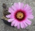 Echinocereus fitchii (Bluete)