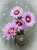 Echinocereus fitchii