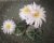 Echinocereus knippelianus