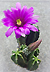 Echinocereus moricalli