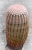 Echinocereus pectinatus