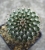 Echinocereus pulchellus var.amoenus