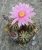 Echinocereus pulchellus var.weinbergii