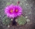 Echinocereus pulchellus