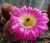 Echinocereus ridigissimus var.rubrispinus (Bluete)