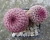 Echinocereus rigidissimus var.rubrispinus