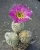 Echinocereus sp.(frosthart)