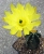 Echinocereus subinermis Bluete