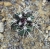 Echinocereus viridiflorus var.davisii