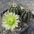 Echinocereus viridiflorus