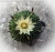 Echinofossulocactus kellerianus