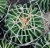 Echinofossulocactus sp.
