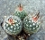 Echinofossulocactus zacatecasensis