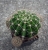 Echinopsis eyriesii Hybrid