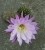 Echinopsis rosa hybrid