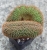 Echonopsis eyriesii forma cristata