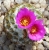 Encephalocarpus strobiliformis (Bluete)
