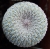 Epithelantha micromeris
