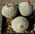 Epithelantha pachyrhiza