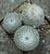 Epithelantha unguispina (Knospe)