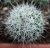 Escobaria dasyacantha var.duncanii