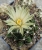 Escobaria missouriensis var.asperispina