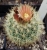 Escobaria roseana