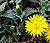 Faucaria tigrina