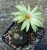 Frailea cataphracta (Bluete)