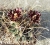 Glandulicactus uncinatus (Bluete)
