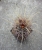 Glandulicactus uncinatus var.wrightii