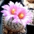 Gymnocactus beguinii (gautii)