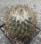 Gymnocactus beguinii var.smithii