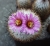 Gymnocactus beguinii