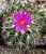 Gymnocactus horripilus
