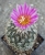 Gymnocactus mandragora