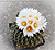 Gymnocactus sauerii