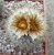 Gymnocactus subterraneaus var.zaragosae (Bluete)