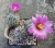 Gymnocactus subterraneus