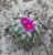 Gymnocactus viereckii (junge Pflanze)